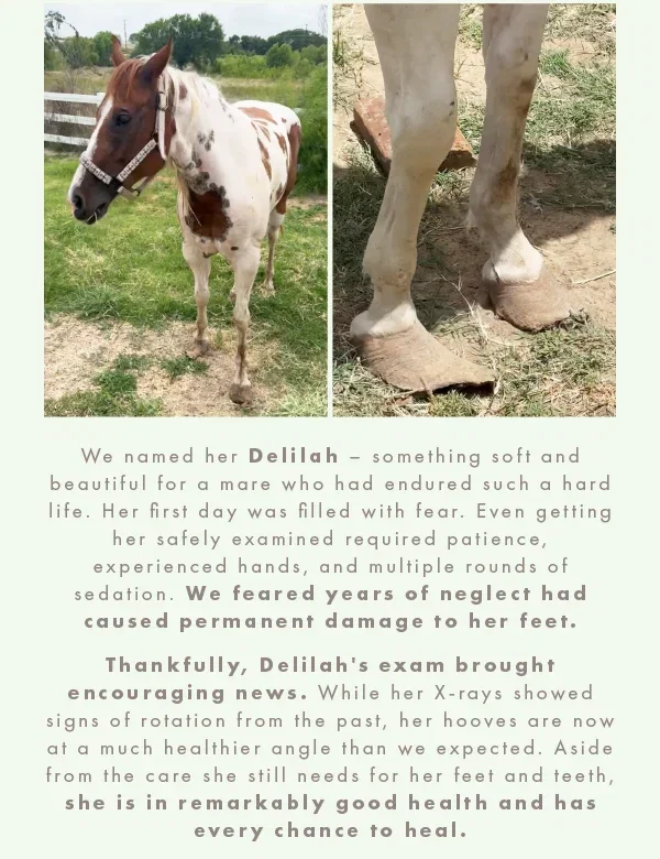 Meet Delilah