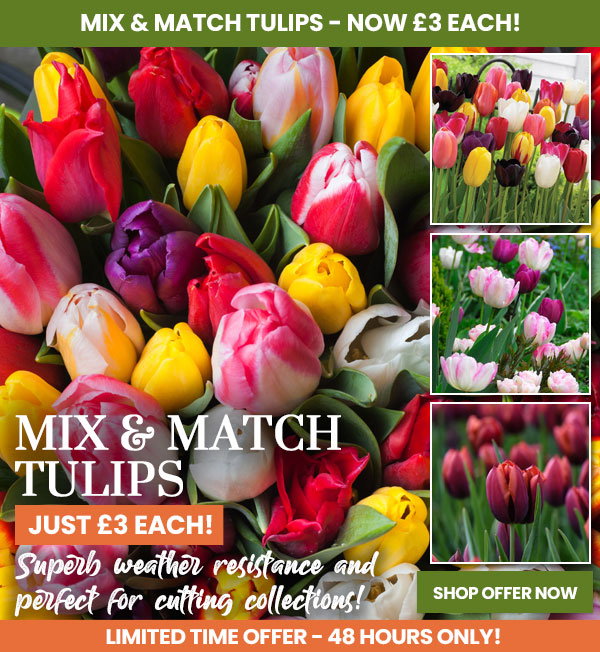 Tulip Mix & Match