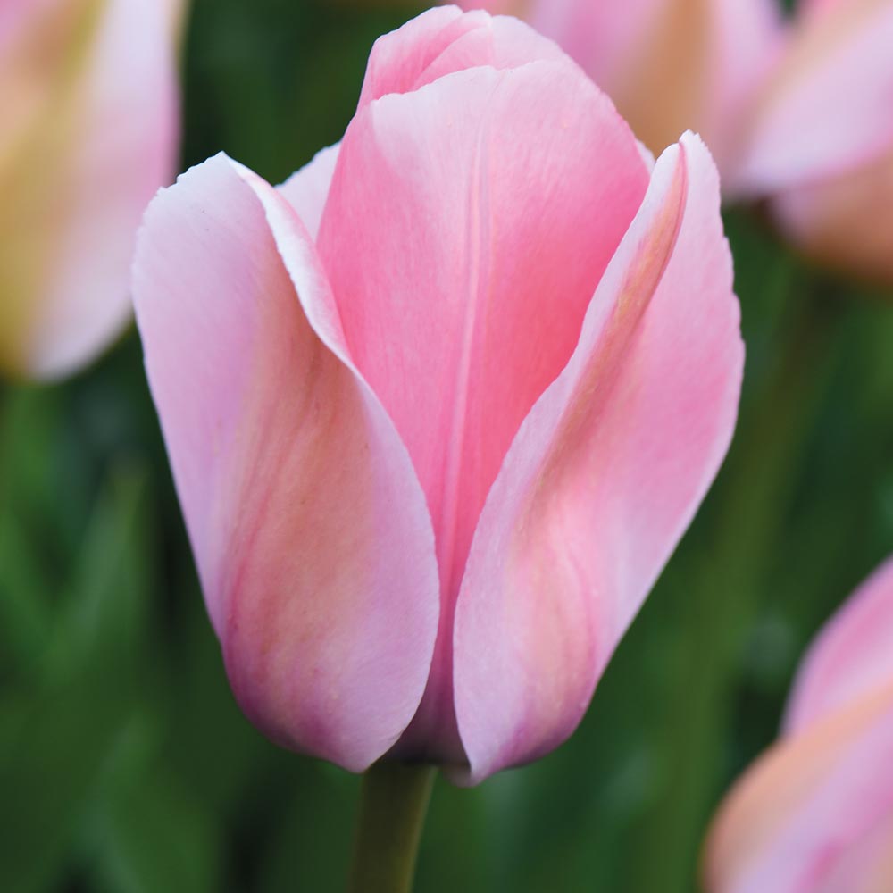 Tulip 'Bella Blush'
