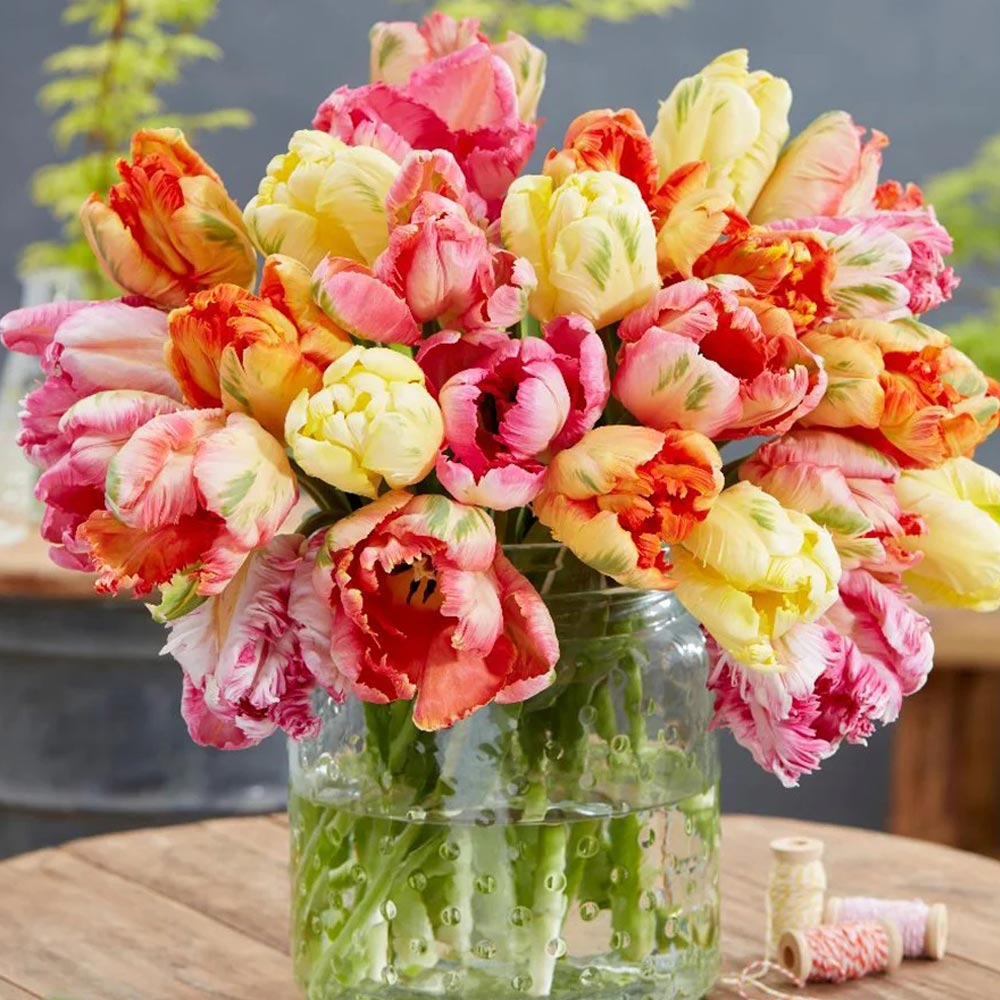 Tulip 'Parrot Mixed'