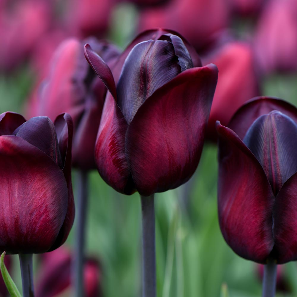 Tulip 'Ronaldo'