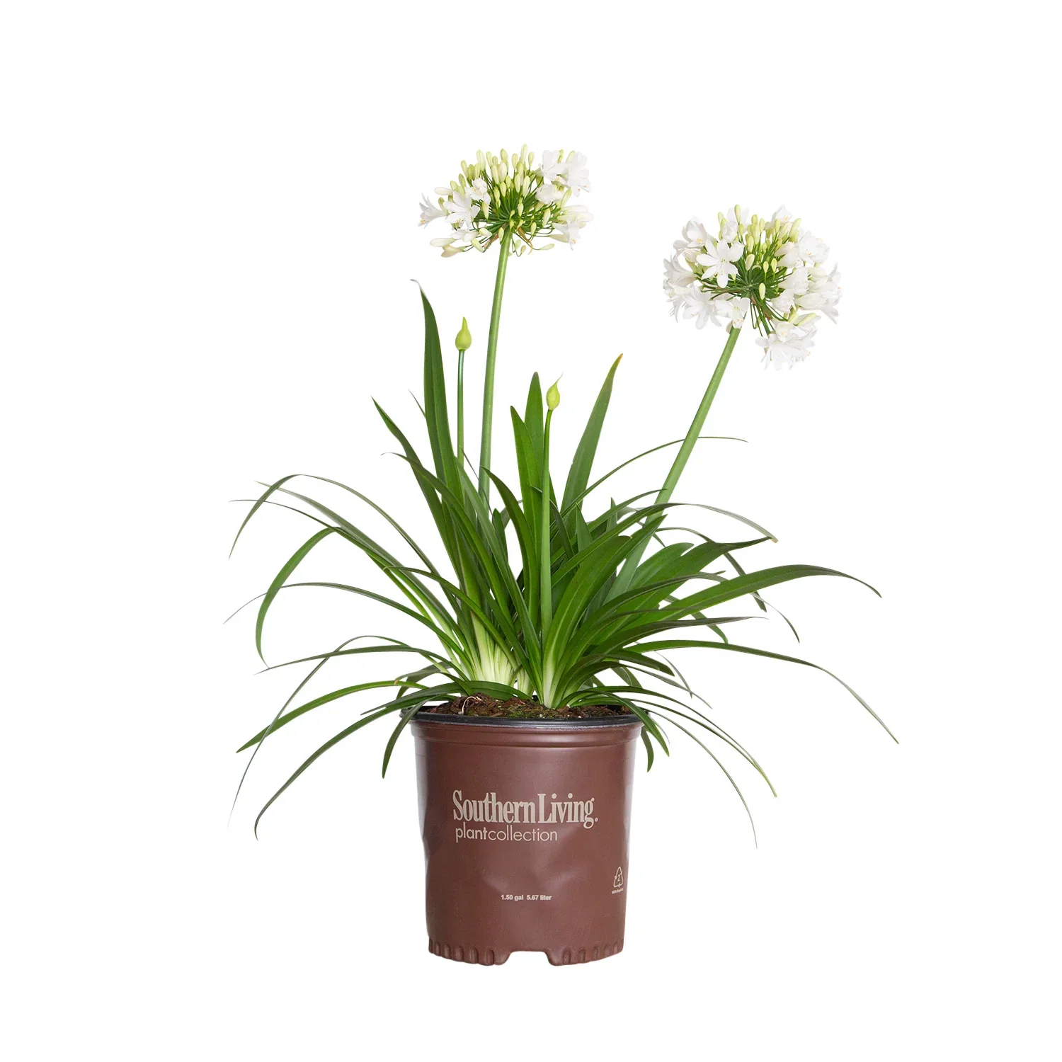 Image of Ever White Agapanthus