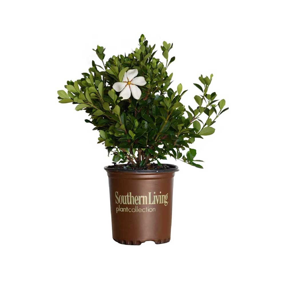 Image of ScentAmazing Gardenia