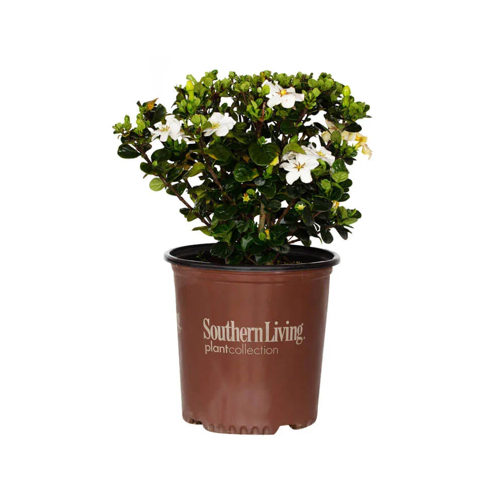 Image of Diamond Spire Gardenia