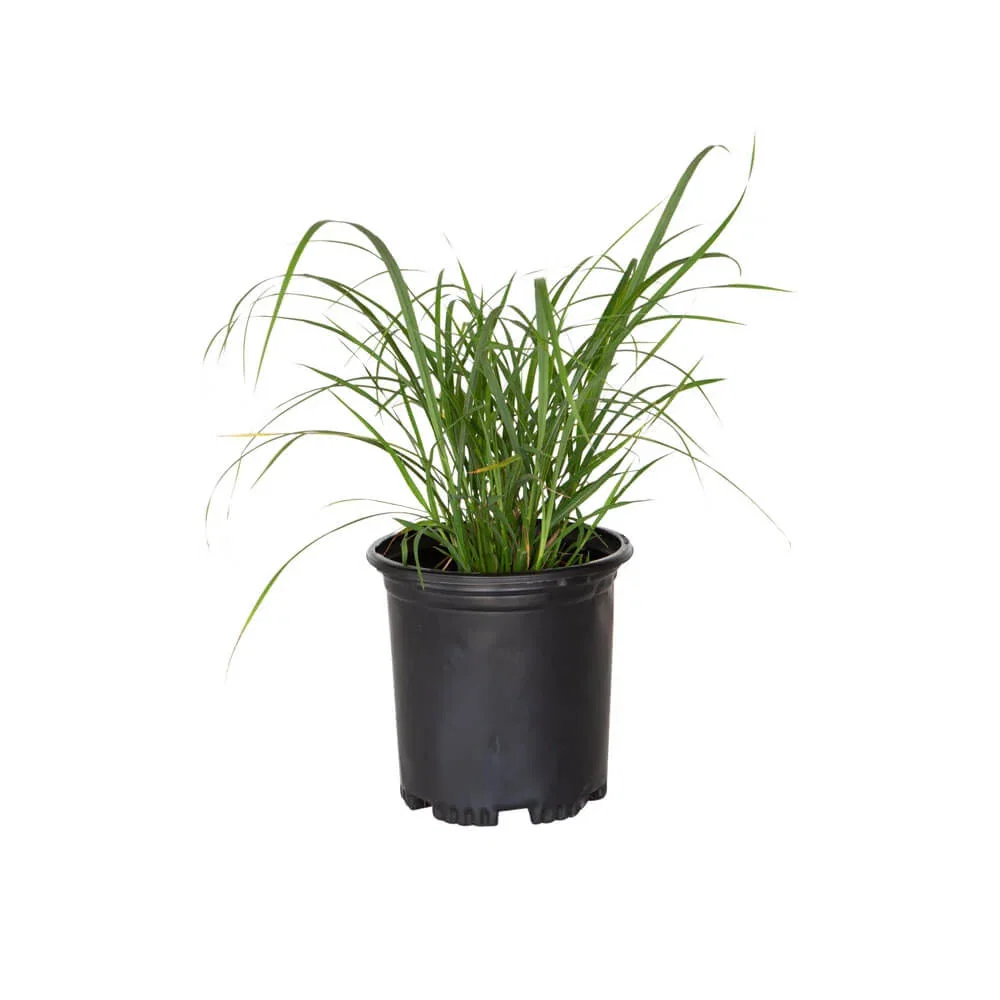 Image of My Fair Maiden Miscanthus Grass
