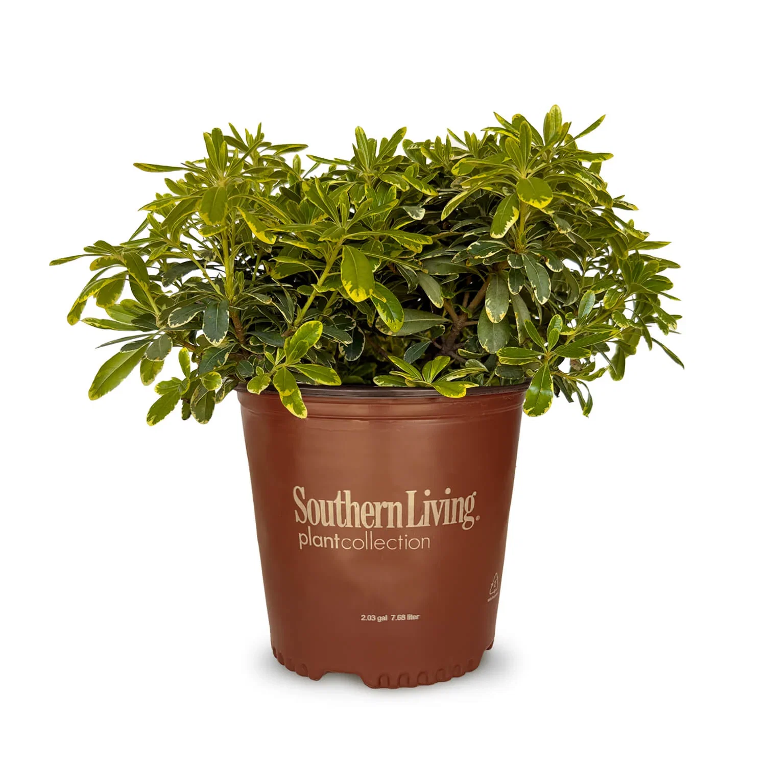 Image of Mojo Pittosporum
