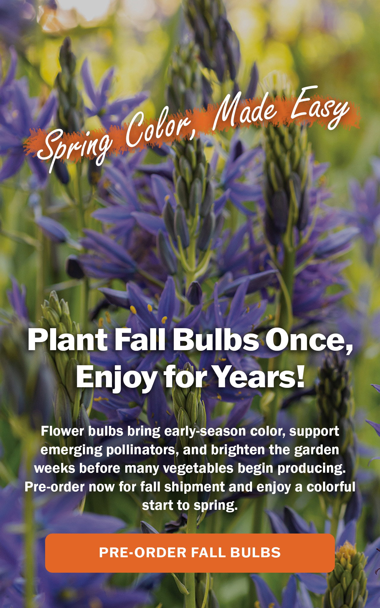 Shop our fall flower bulb selection