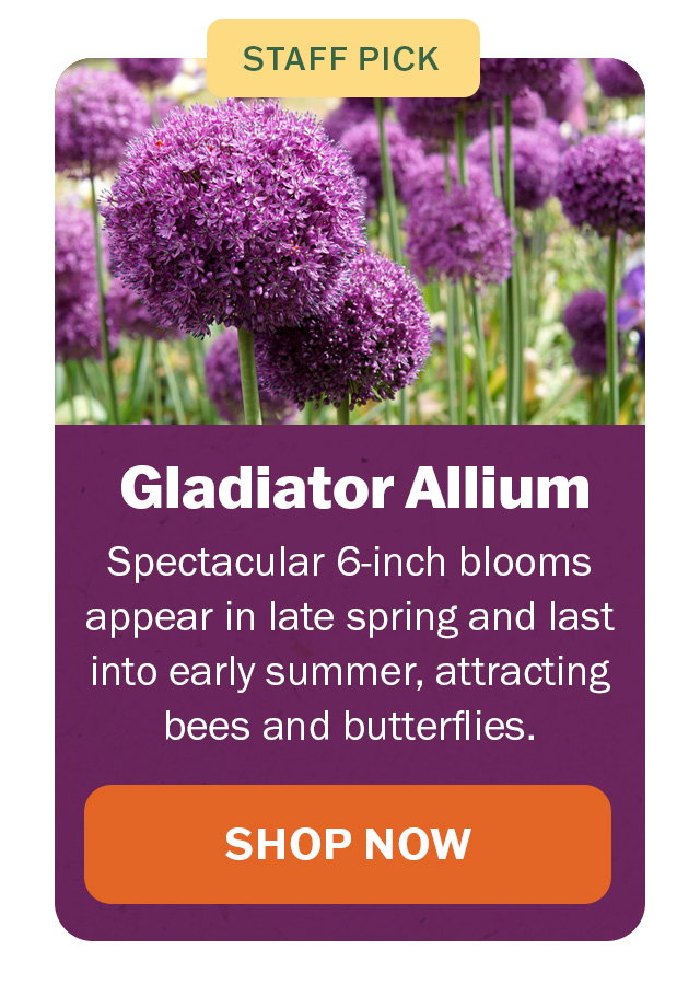 Gladiator Allium
