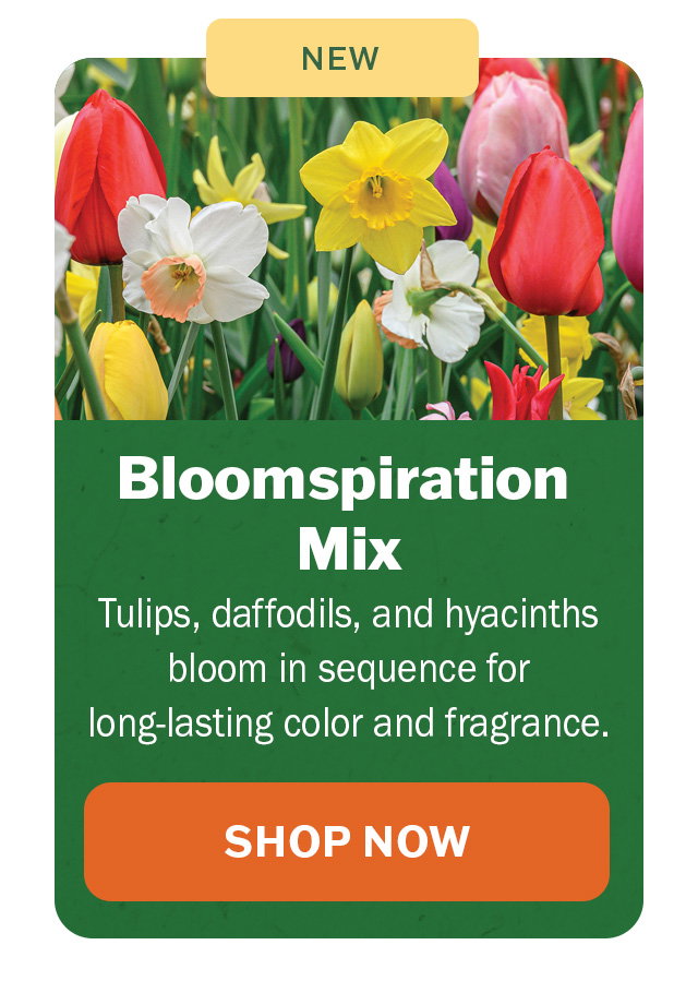 Bloomspiration Mix