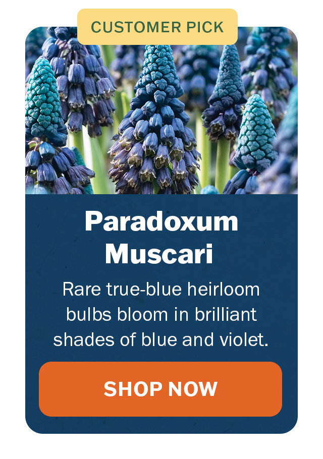 Paradoxum Muscari