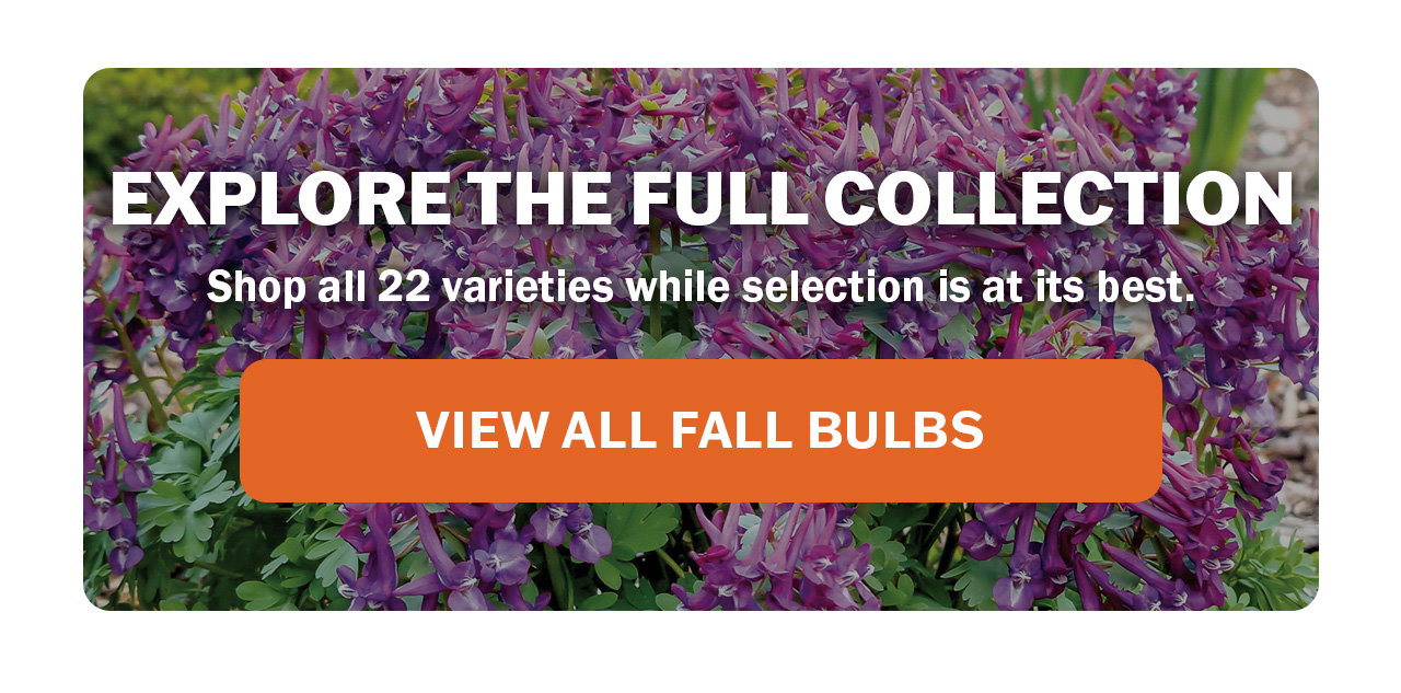 Shop our fall flower bulb selection