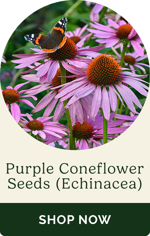 Purple Coneflower Seeds (Echinacea)