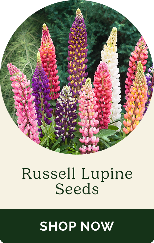 Russel Lupine Seeds