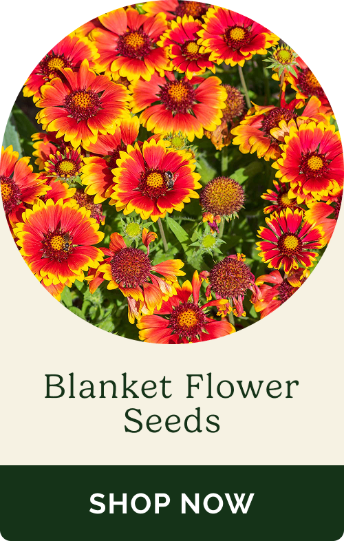 Blanket Flower Seeds