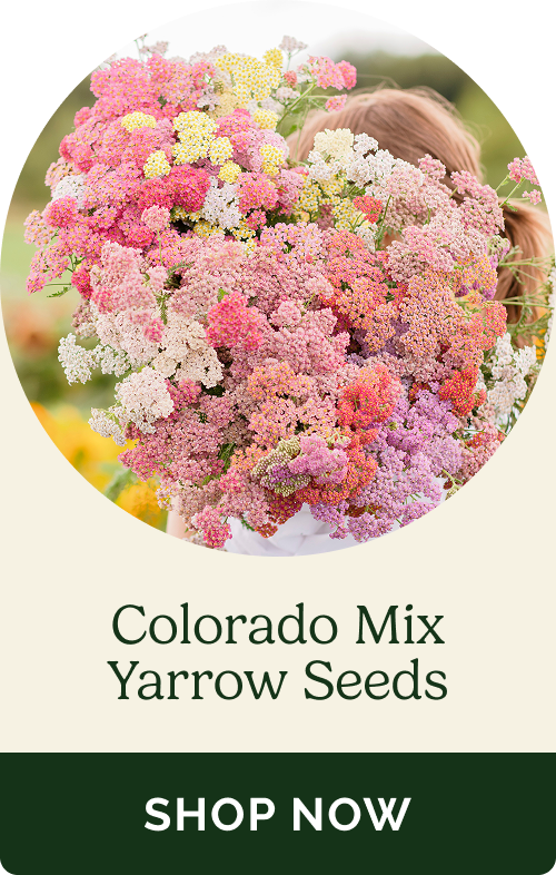 Colorado Mix Yarrow Seeds