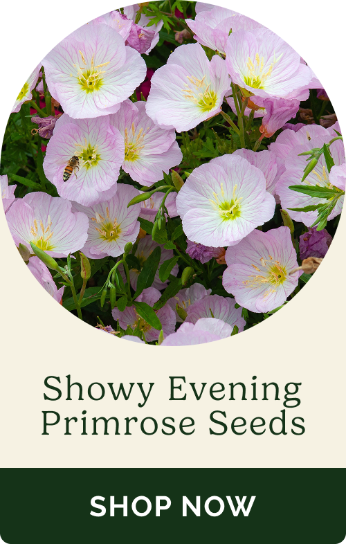 Showy Evening Primrose Seeds