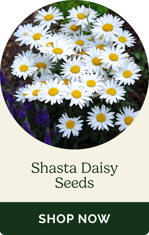 Shasta Daisy Seeds