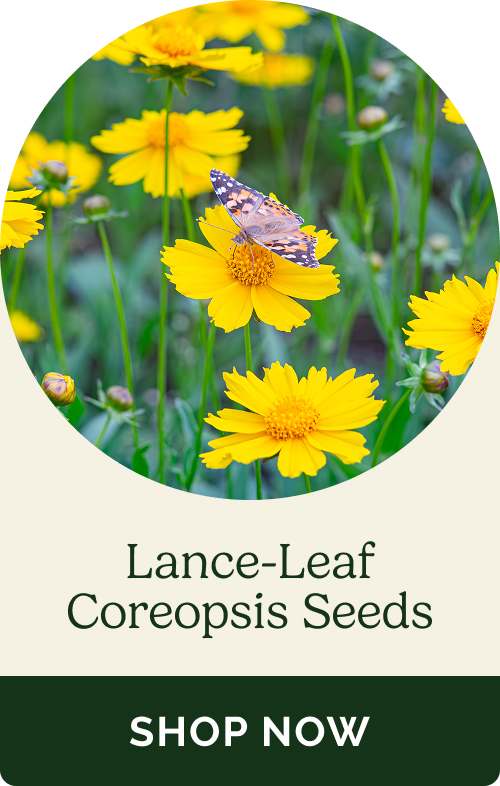 Lancy-Leaf Coreopsis Seeds