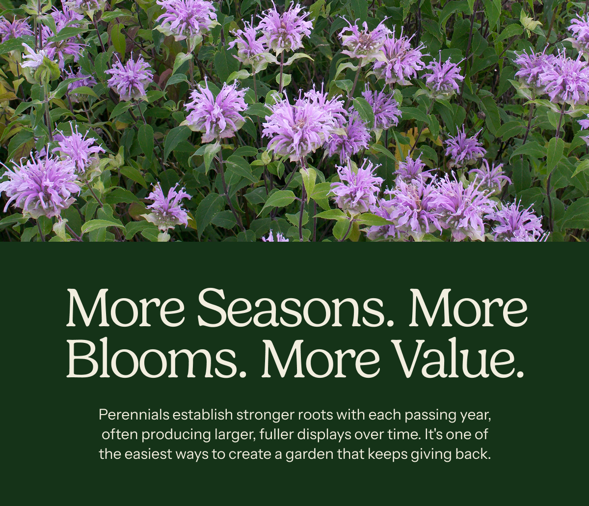 More Season. More Blooms. More Value. – Perennials esatblish stronger roots with each passing year, often producing larger, fuller displays over time. It's one of the easiest ways to create a garden that keeps giving back.