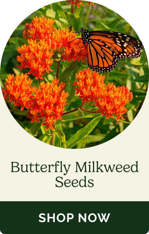 Butterfly Milkweed Seeds