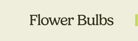 Flower Bulbs