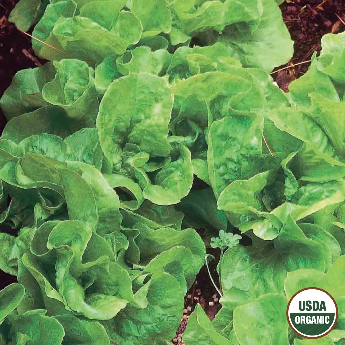 Image of Lettuce, Bibb Organic Seeds, 1.2g