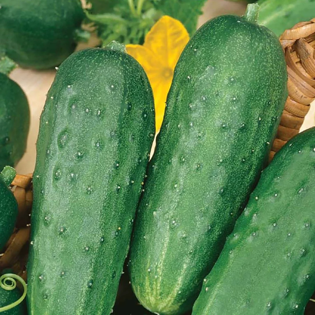 Image of Cucumber, Garden Bush Pickle Hybrid Seeds, 1.6g