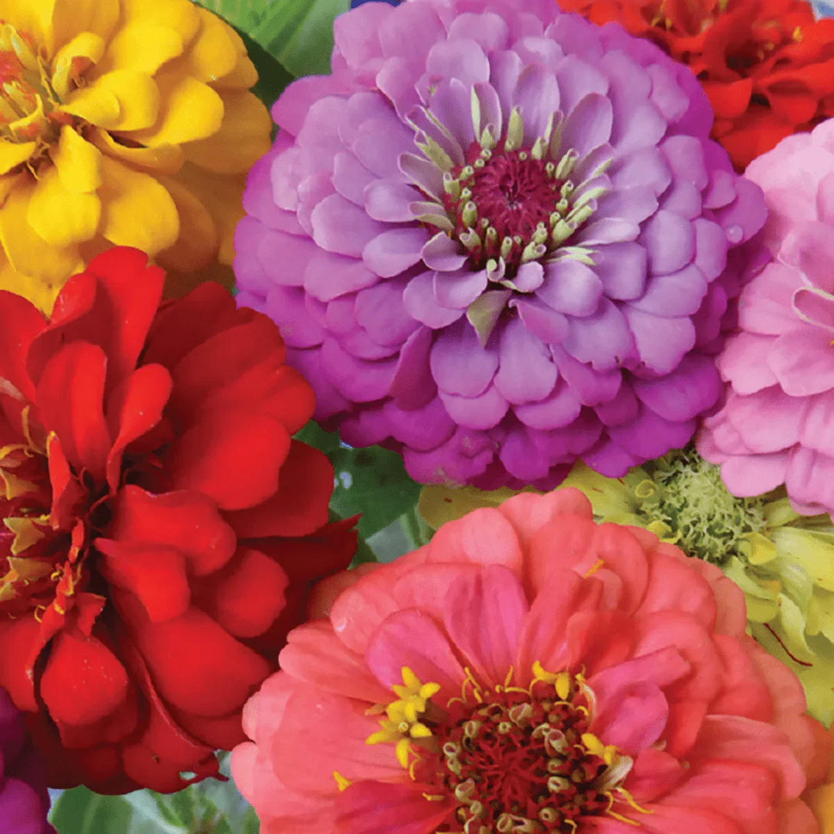 Image of Zinnia, Early Bird Seeds, 1g