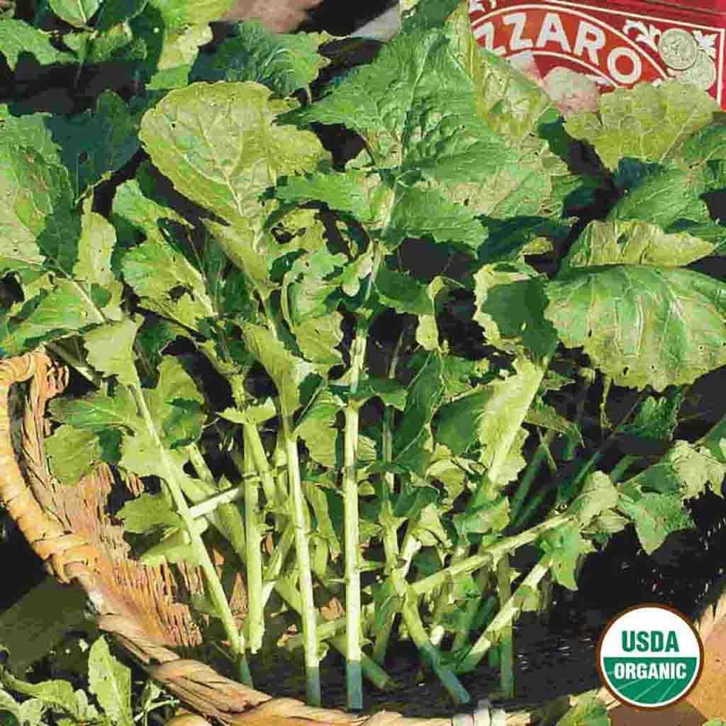 Image of Arugula, Roquette Organic Seeds, 1.1g