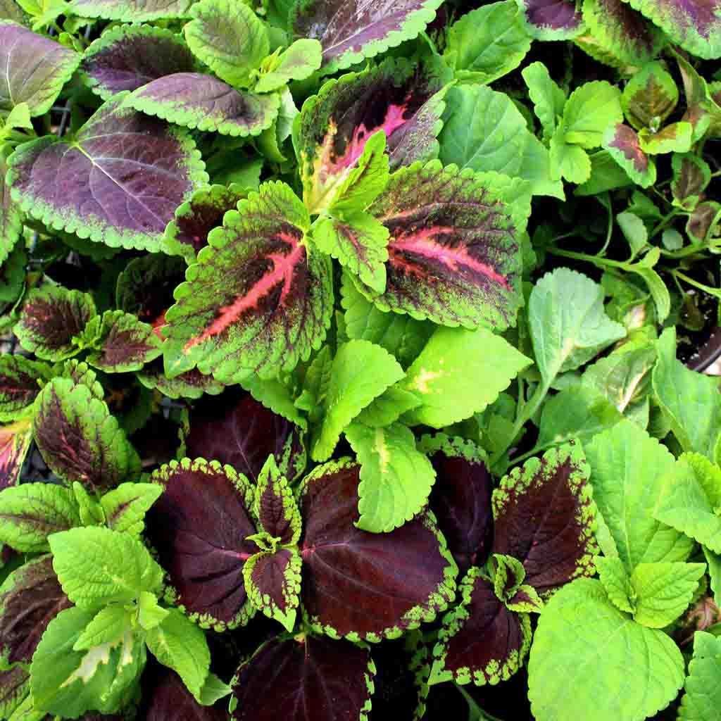 Image of Coleus, Rainbow Mixed Colors Seeds, 200mg
