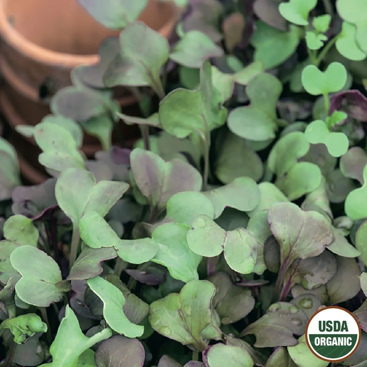 Image of Microgreens, Mild Mix Organic Seeds, 2.5g