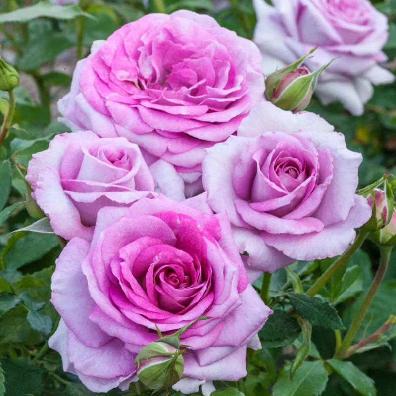 Violet's Pride™ Floribunda Rose
