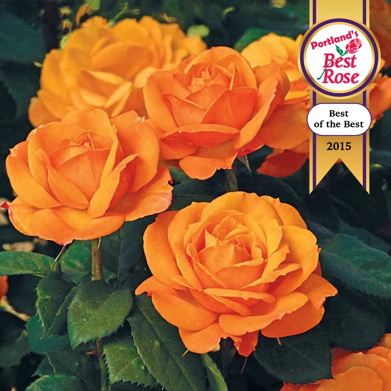 Good as Gold™ Hybrid Tea Rose

