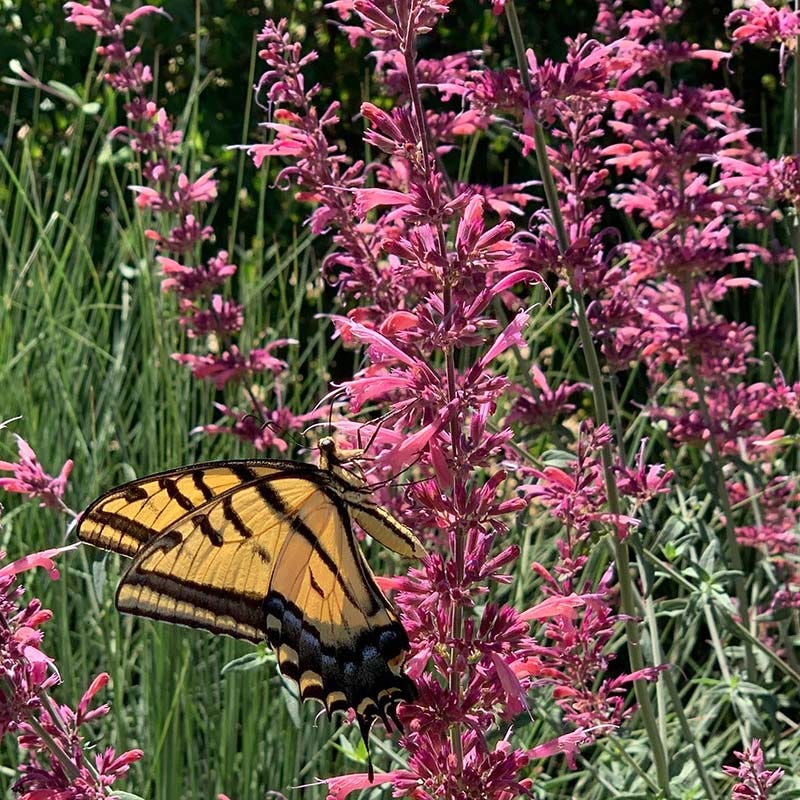 Fall Fiesta Agastache