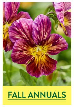 Fall Planted Annuals