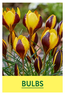 Flower Bulbs
