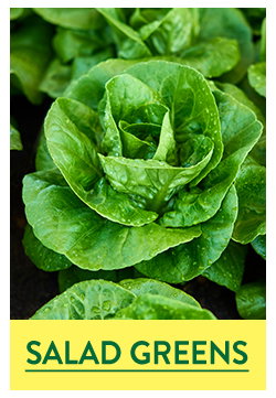 Salad Green Seeds and Plants