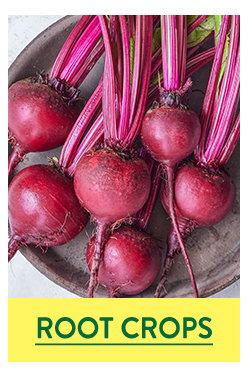 Root Crop Seeds