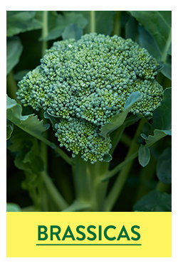 Brassica Seeds and Plants