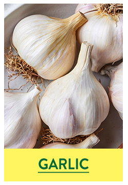 Garlic Bulbs