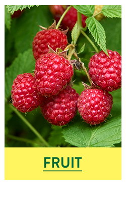 Fruit and Berry Plants