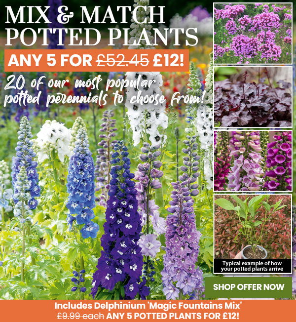 Mix & Match Potted Plants