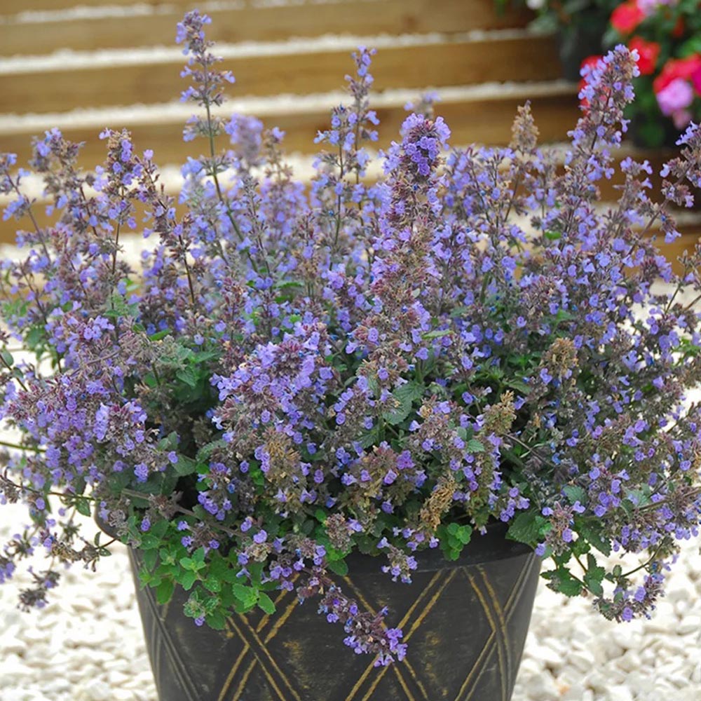 Nepeta x faassenii