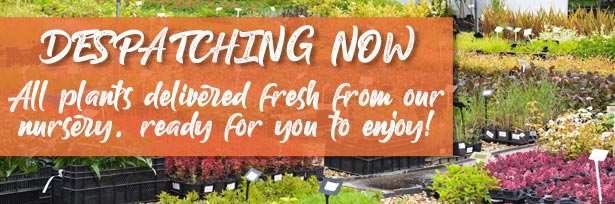Despatching fresh from our nursery