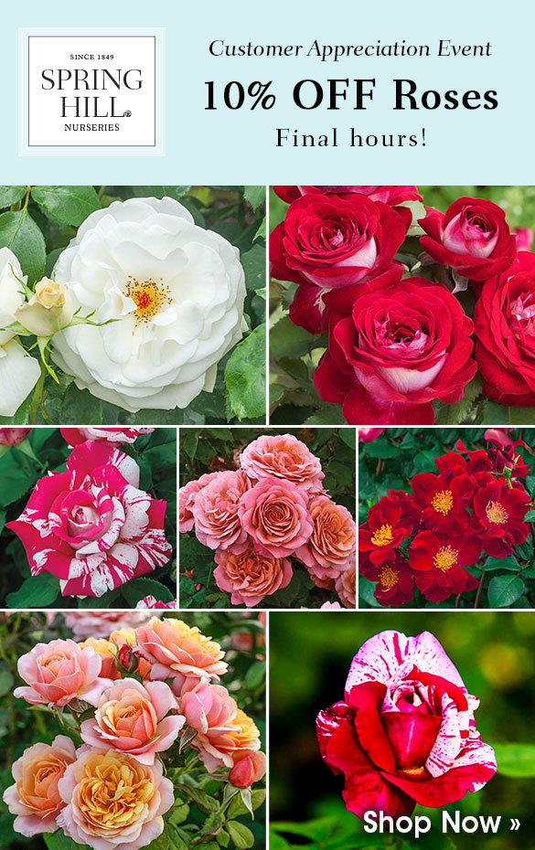 FINAL HOURS: 10% OFF Roses