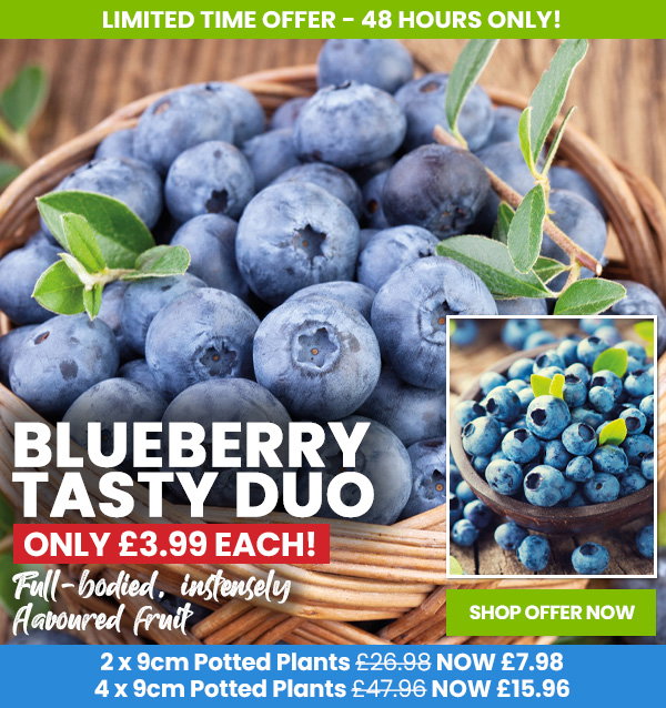 Blueberry Tasty Duo