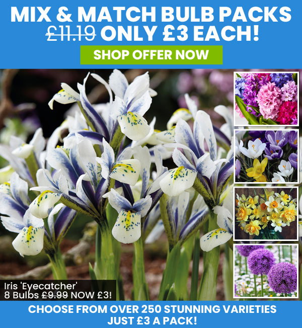 Mix & Match Bulbs