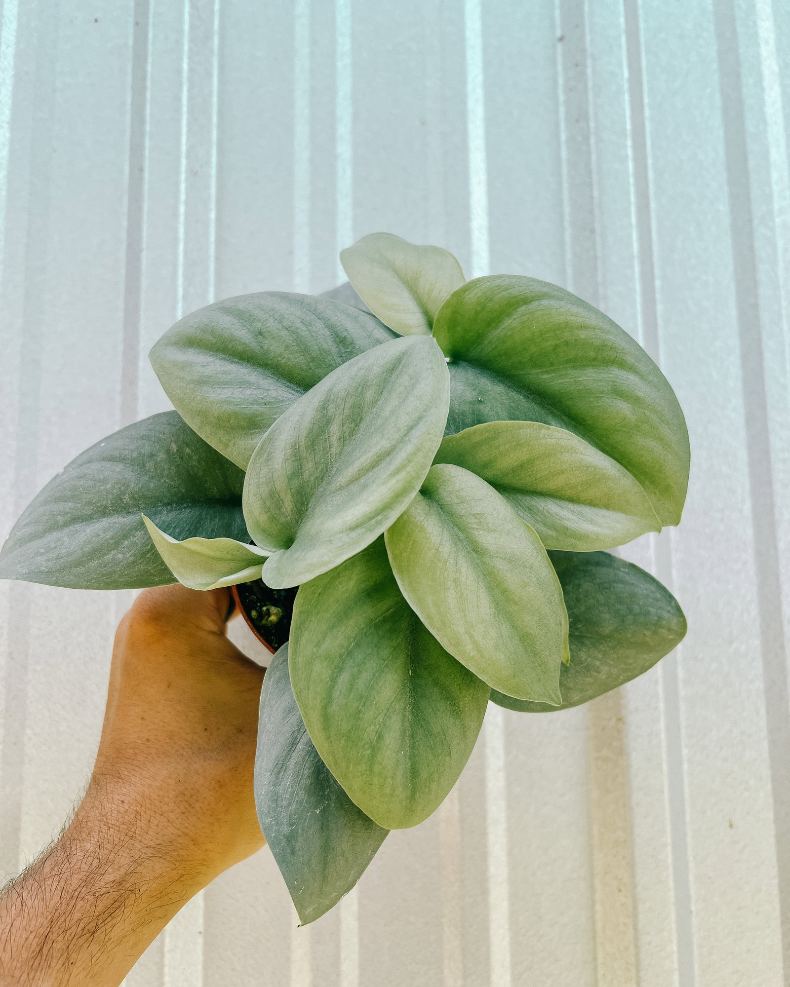 Image of 4