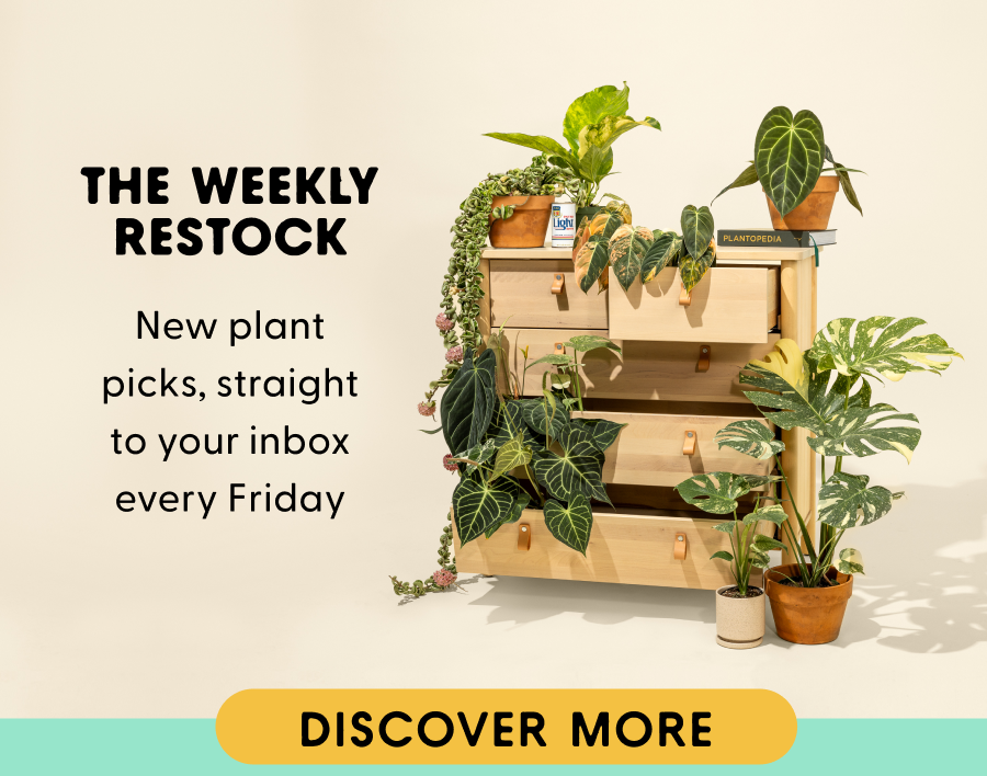 The weekly restock, fresh finds just for you, delivered to your inbox every Friday. Click here to shop plants
