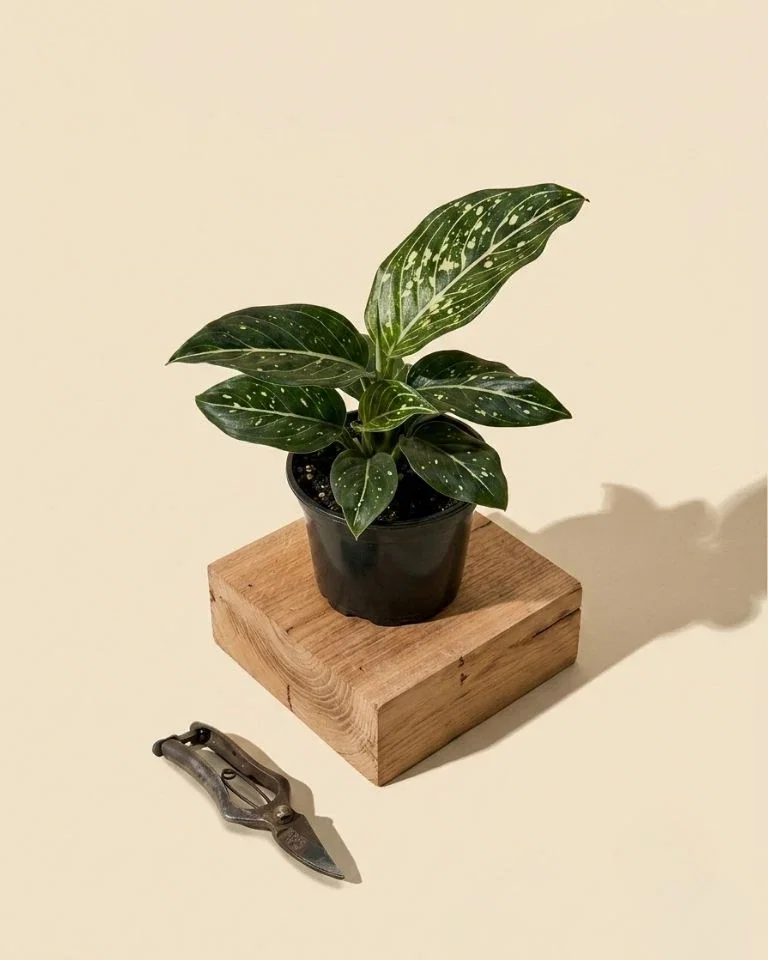 Image of 4